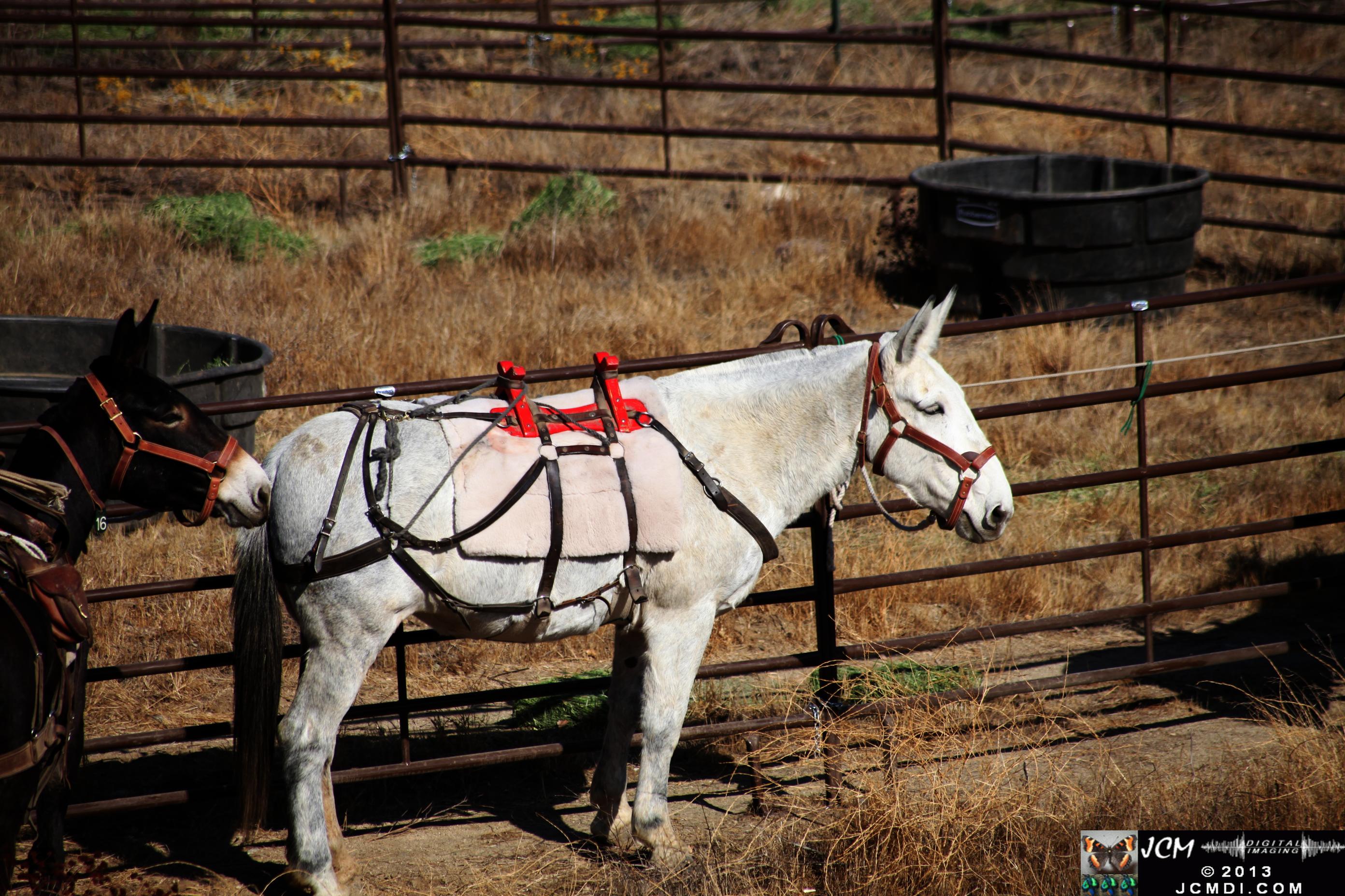 100 Mule Team at Whitney Canyon